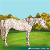 Horse Color:Gold Champagne Appaloosa