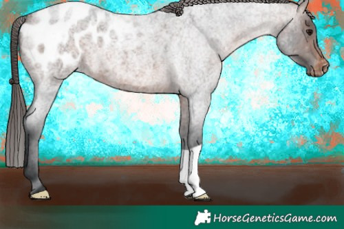 Horse Color:Brown Roan Appaloosa 