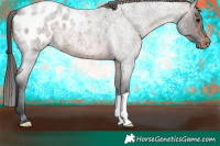 Horse Color:Brown Roan Appaloosa