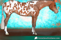 Horse Color:Silver Bay Appaloosa 