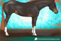 Horse Color:Liver Chestnut 
