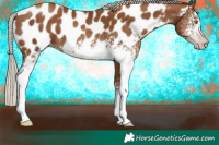 Horse Color:Gray White Spotted Silver Classic Champagne Appaloosa 