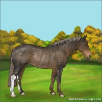 Horse Color:Chocolate Palomino Appaloosa Rabicano 