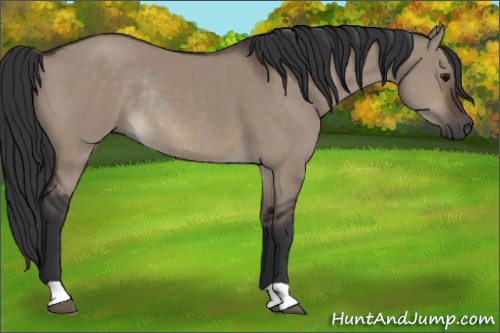 Horse Color:Brown Dun Rabicano 