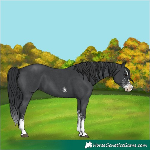 Horse Color:Black Sabino Splash