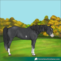 Horse Color:Black Sabino Splash 