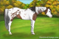 Horse Color:Bay Splash Tobiano Appaloosa 