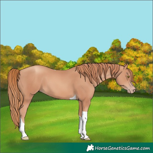 Horse Color:Gold Champagne Tobiano