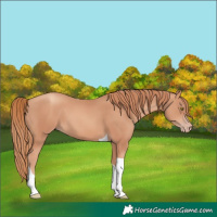 Horse Color:Gold Champagne Tobiano