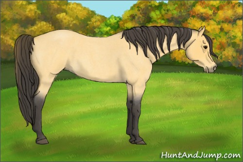 Horse Color:Buckskin Roan 