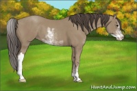 Horse Color:Classic Champagne Sabino