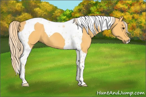 Horse Color:Palomino Tobiano 