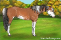 Horse Color:Bay Sabino 