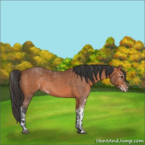 Horse Color:Bay Roan and Bay Sabino