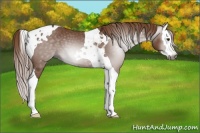 Horse Color:Gray Chestnut Splash Tobiano 