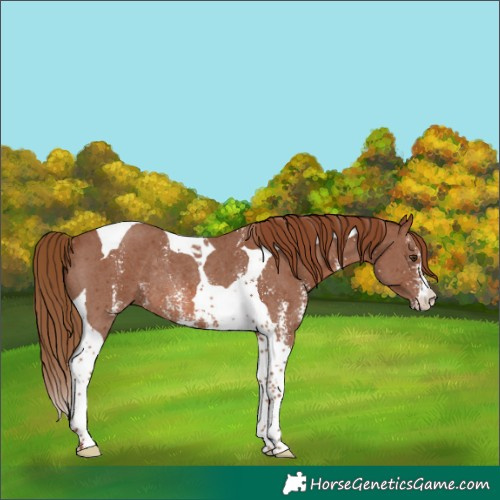 Horse Color:Chestnut Sabino Tobiano Rabicano 
