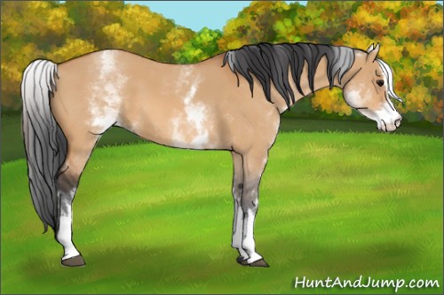 Horse Color:White Spotted Bay Dun Sabino
