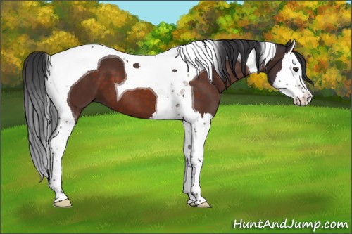 Horse Color:Brown Splash Tobiano 