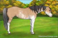 Horse Color:Bay Dun Sabino 