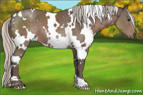 Horse Color:White Spotted Silver Black 