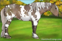Horse Color:White Spotted Silver Black 