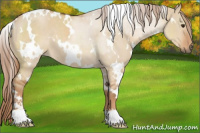 Horse Color:White Spotted Red Dun Sabino 