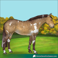 Horse Color:White Spotted Chocolate Buckskin Dun 