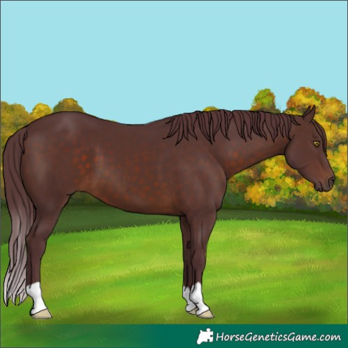 Horse Color:Chocolate Brown 