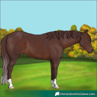 Horse Color:Chocolate Brown