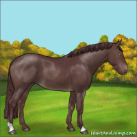 Horse Color:Chocolate Brown Dun