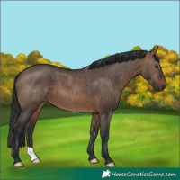 Horse Color:Brown Dun Brindle 