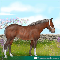 Horse Color:Silver Brown Rabicano 