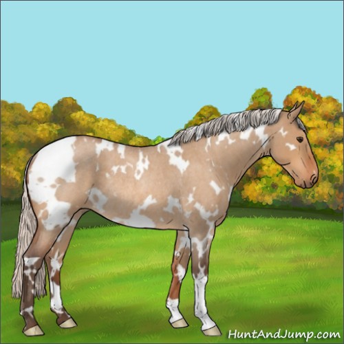 Horse Color:White Spotted Silver Bay Roan Dun Rabicano 