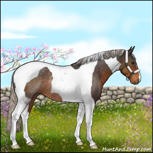 Horse Color:Silver Buckskin Tobiano Rabicano