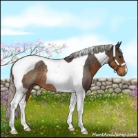 Horse Color:Silver Buckskin Tobiano Rabicano 