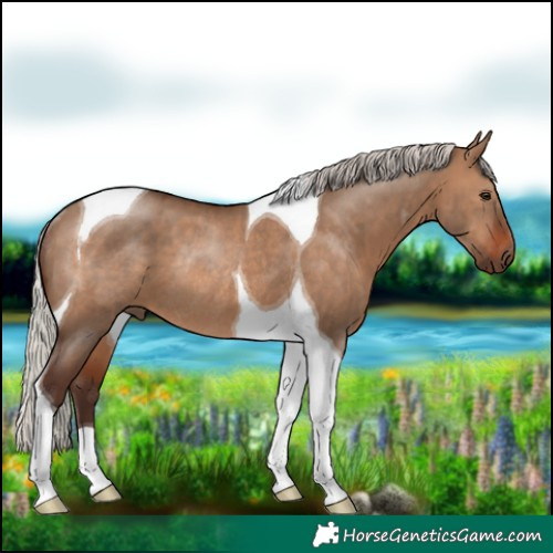 Horse Color:Silver Brown Dun Tobiano Rabicano