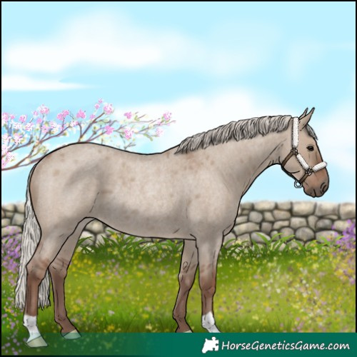 Horse Color:Silver Grullo Roan Rabicano 