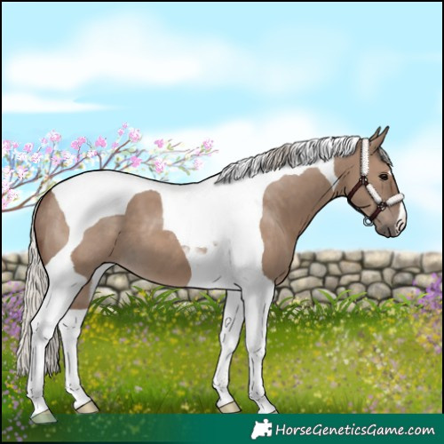 Horse Color:Silver Grullo Tobiano 