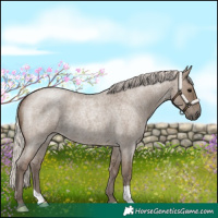 Horse Color:Silver Grullo Roan 