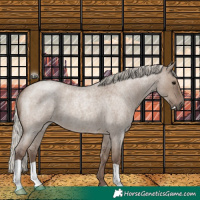 Horse Color:Silver Grullo Roan 