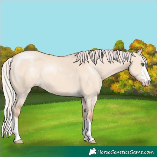 Horse Color:Silver Classic Champagne Dun