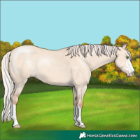 Horse Color:Silver Classic Champagne Dun