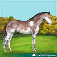 Horse Color:Platinum Chocolate Bay Splash 