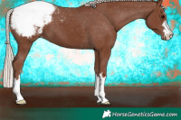 Horse Color:Silver Black Appaloosa 