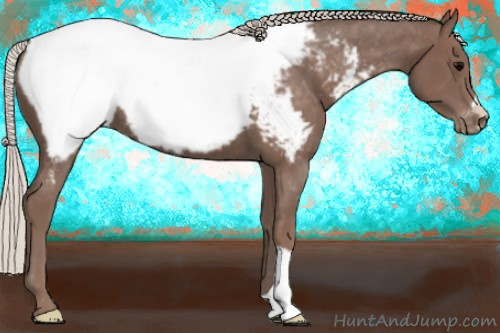 Horse Color:Silver Black Appaloosa 