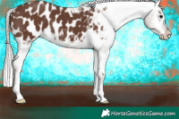 Horse Color:Silver Black Appaloosa 