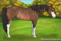 Horse Color:Bay Sabino Rabicano 