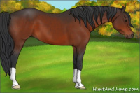 Horse Color:Brown 