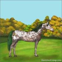 Horse Color:Painted White Spotted Liver Chestnut Ice 