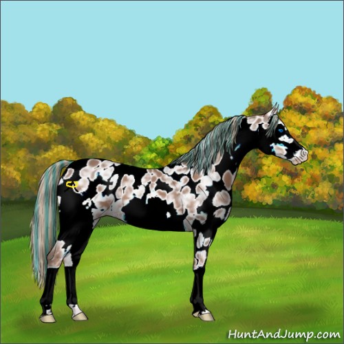 Horse Color:Painted White Spotted Liver Chestnut Ice Splash Frame Appaloosa 